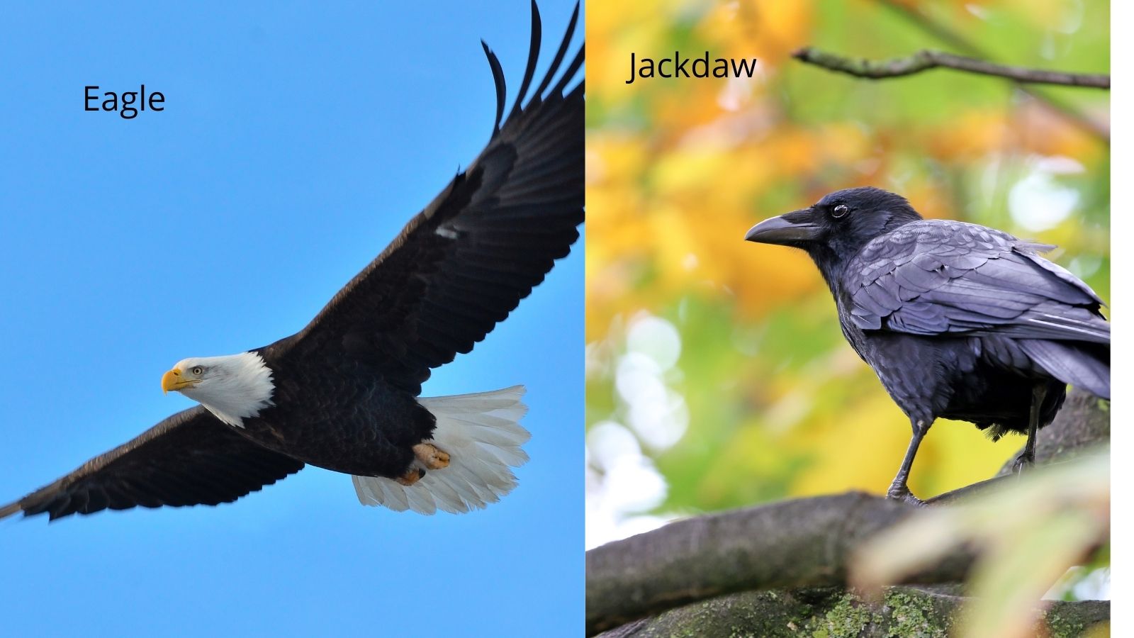 Eagle and Jacdaw