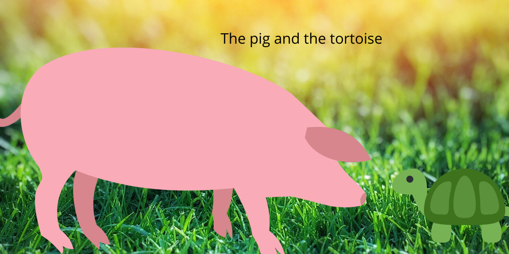The tortoise and the pig